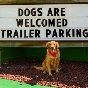 Golden retriever who is the goodest boi, sitting in front of a sign that says 'dogs are welcomed'