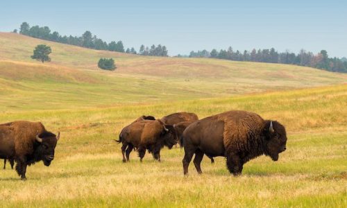 Herd of Buffalo in Custer State Park